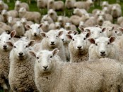 Elites werken aan de woke modelburger alma van hees opiniez