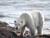 Titelfoto artikel Niet het klimaat, maar misleidend klimaatalarmisme is het probleem ferdinand meeus opiniez