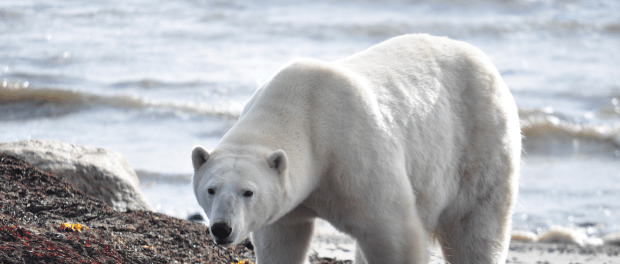 Titelfoto artikel Niet het klimaat, maar misleidend klimaatalarmisme is het probleem ferdinand meeus opiniez