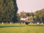 Titelfoto bij Idioot stikstofbeleid leidt tot confrontatie van stad tegen land Bart-jan oplaat opiniez