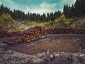 Titelfoto bij artikel GroenLinks Gekkies met roze haar gaan klimaat en moeder aarde redden Henry cornelius opiniez