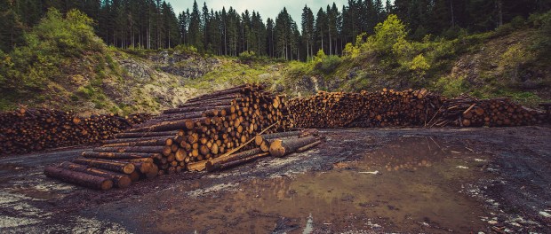 Titelfoto bij artikel GroenLinks Gekkies met roze haar gaan klimaat en moeder aarde redden Henry cornelius opiniez