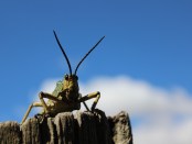 Titelfoto bij artikel Hoera, een boterham met krekels! Alma van hees opiniez