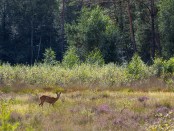 Titelfoto bij artikel Het gaat prima met onze natuur en de biodiversiteit Ferdinand meeus opiniez