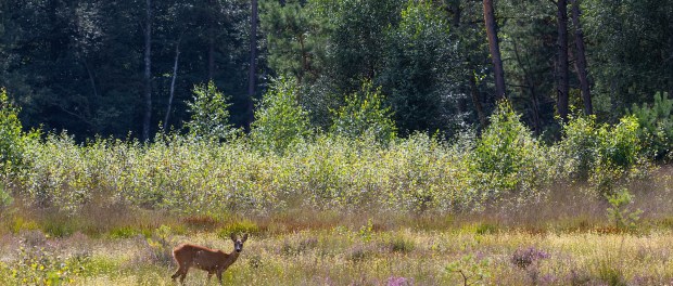 Titelfoto bij artikel Het gaat prima met onze natuur en de biodiversiteit Ferdinand meeus opiniez