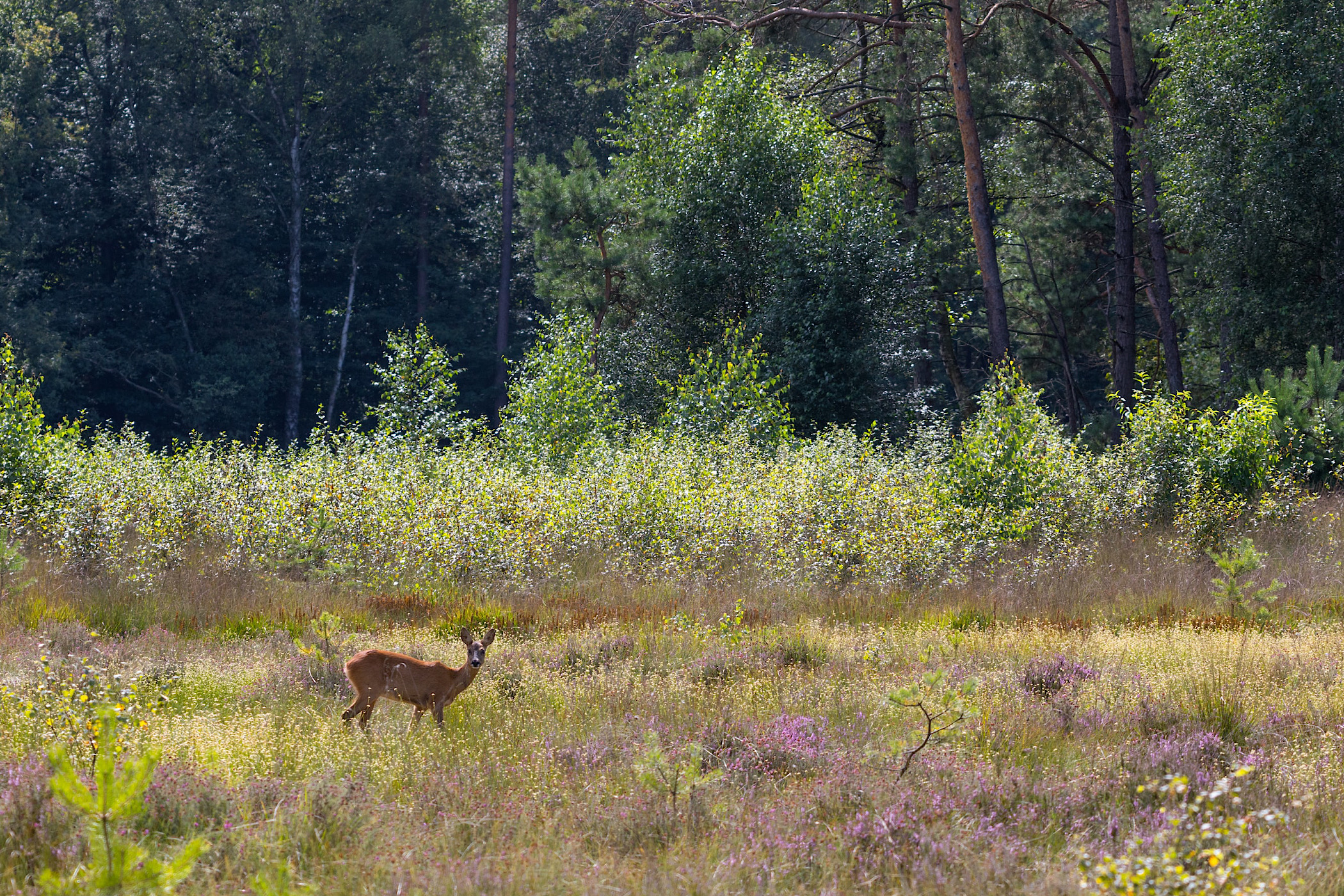 Titelfoto bij artikel Het gaat prima met onze natuur en de biodiversiteit Ferdinand meeus opiniez