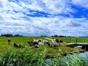 Titelfoto bij artikel De hardnekkige heksenjacht op de boeren Bart jan oplaat opiniez